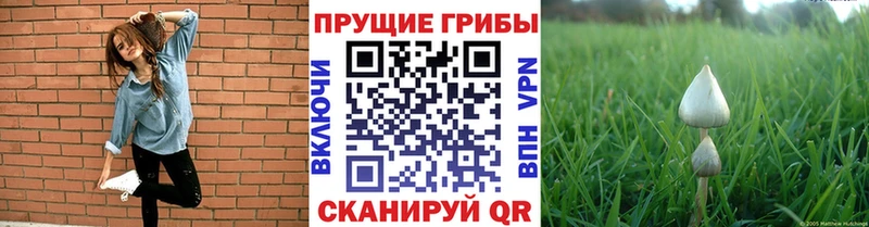 Псилоцибиновые грибы мицелий Амурск